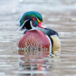 Wood duck in a snow storm