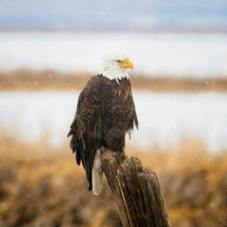 Bald eagle perched in snow