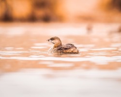 Pied-billed grebe swimming