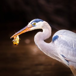 Great Blue Heron with a fish