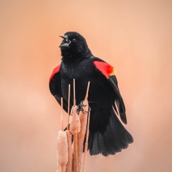 Red-winged blackbird singing