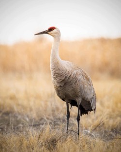 Sandhill crane in evening light