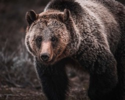 Grizzly bear portrait