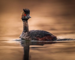 Eared grebe with golden light