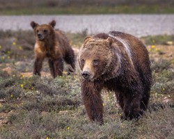 Grizzly 399 and a cub in the snow storm