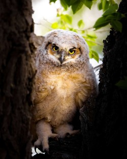 Great horned owlet