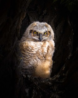 Great horned owlet sitting in a tree