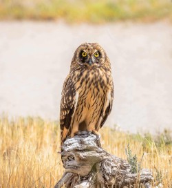 Short-eared owl on a stump