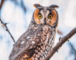 Long-eared owl staring