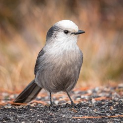 Canada Jay Portrait