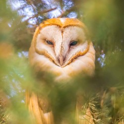 Barn Owl hiding in a tree