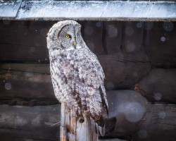 Great gray owl in snow