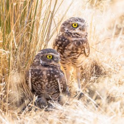 Burrowing owls