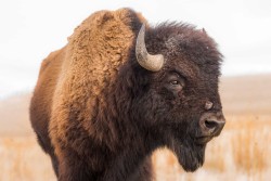 Bison closeup