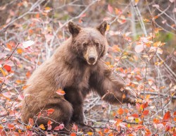 Brown bear in a tree