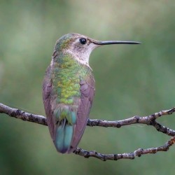 Hummingbird perched on a branch