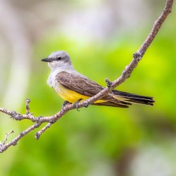 Perched Western Kingbird