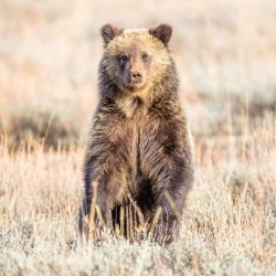 Cub of grizzly 399