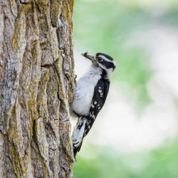 Woodpecker with an insect