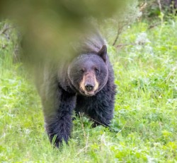 Bear hiding behind a tree