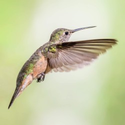 Hummingbird in Flight